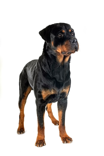 rottweiler in studio