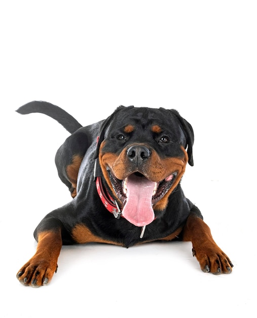 rottweiler in studio