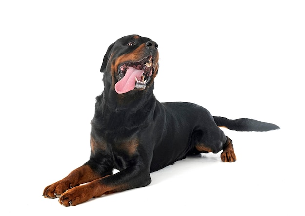 rottweiler in studio