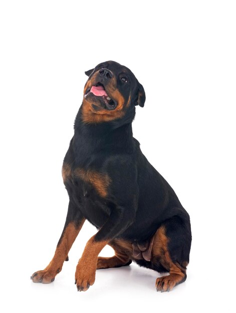 Rottweiler in studio