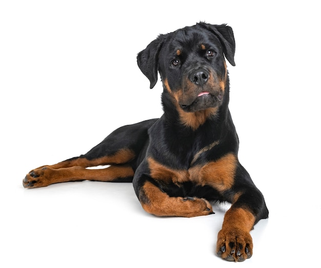 rottweiler in studio