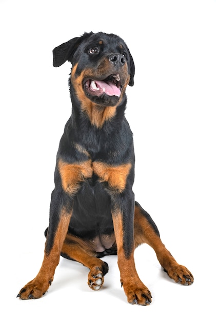 rottweiler in studio