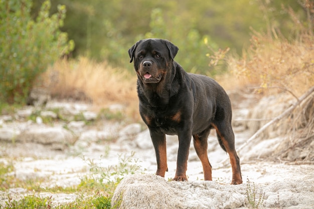 Rottweiler nel letto di un fiume allo stato brado