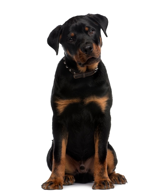 Rottweiler seduto davanti a un muro bianco