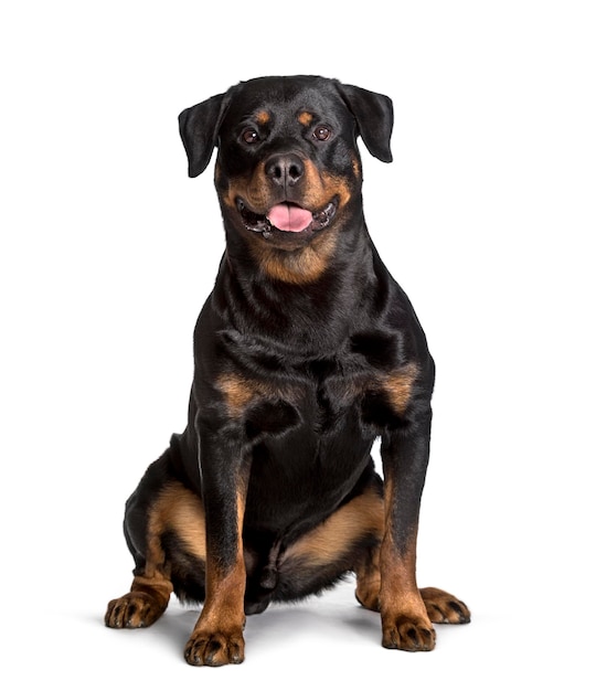 Rottweiler seduto su sfondo bianco