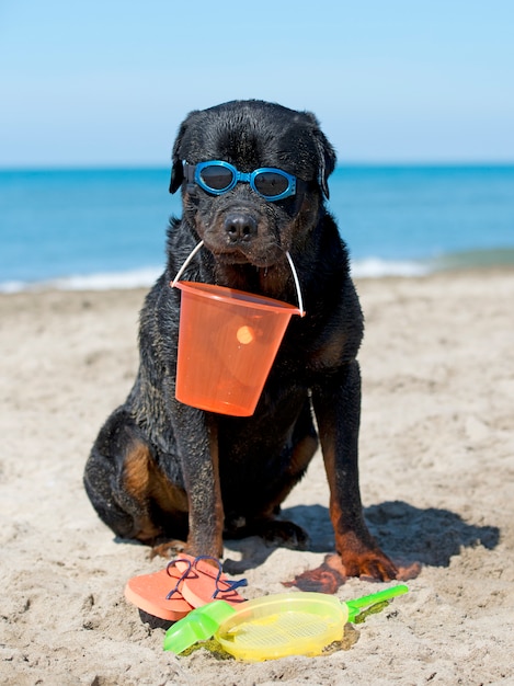 rottweiler sulla spiaggia