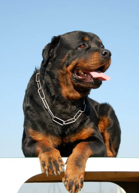 rottweiler