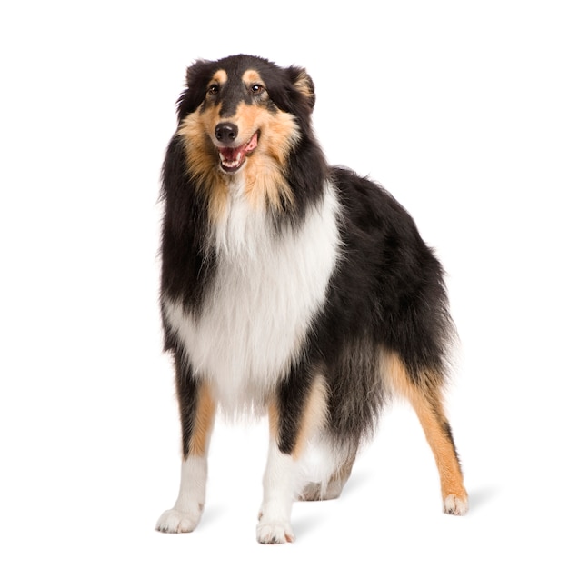 Rough Collie (2 anni)