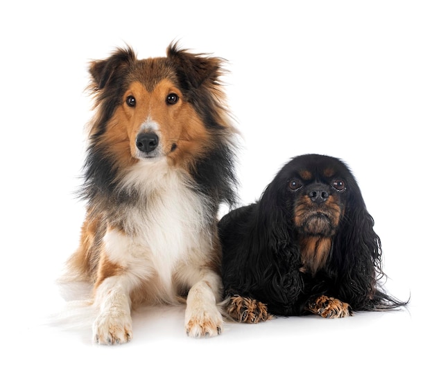 Rough collie e Cavalier King Charles