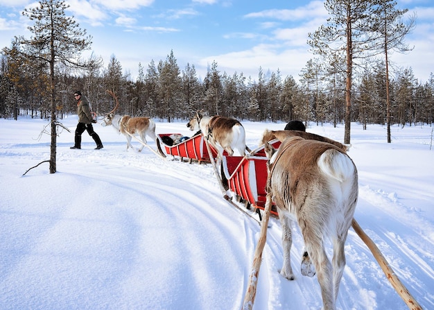 Rovaniemi, Finlandia - 5 marzo 2017: Safari in roulotte con slitta trainata da renne e persone nella foresta invernale a Rovaniemi, Lapponia, Finlandia settentrionale.