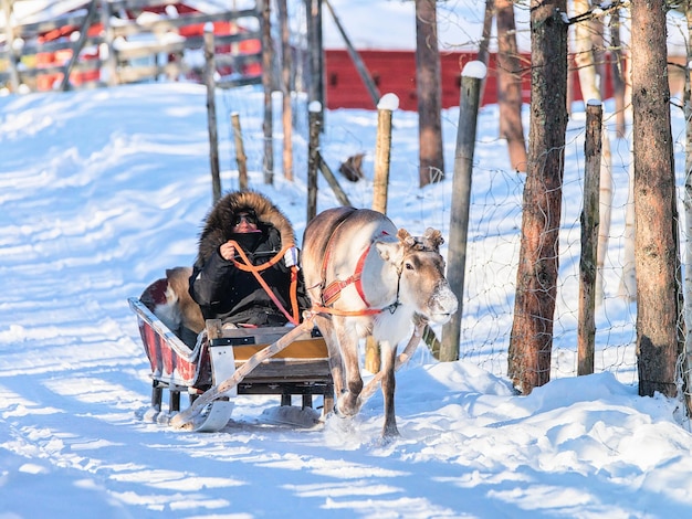 Rovaniemi, Finlandia - 6 marzo 2017: Donna che guida la slitta delle renne in inverno Rovaniemi, Lapponia, Finlandia