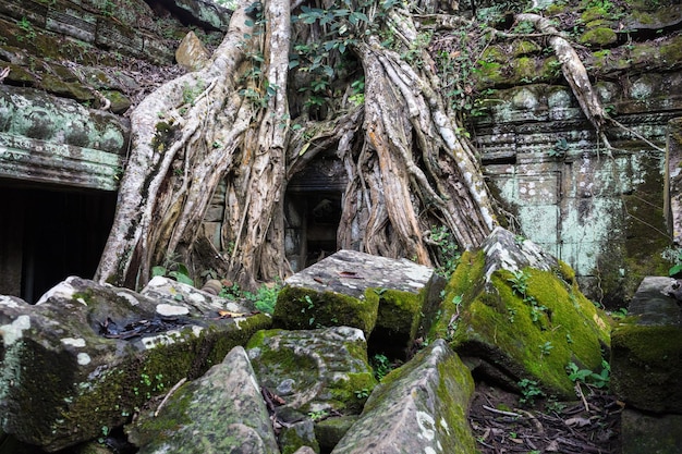 Rovine del tempio Ta Prohm