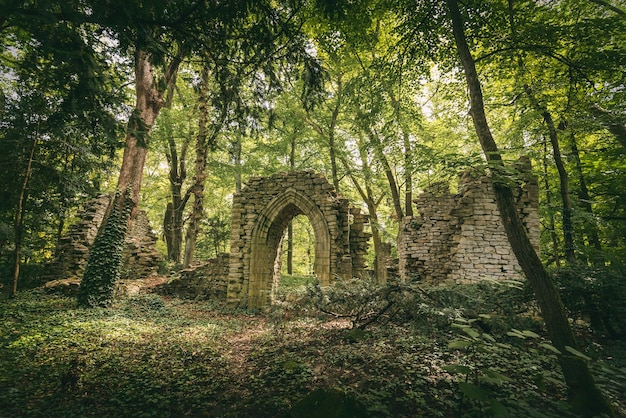 Rovine nella foresta