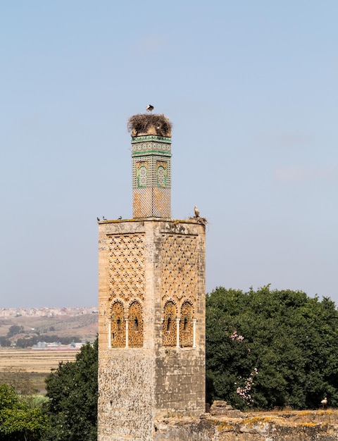 Rovine romane di Chellah in Marocco