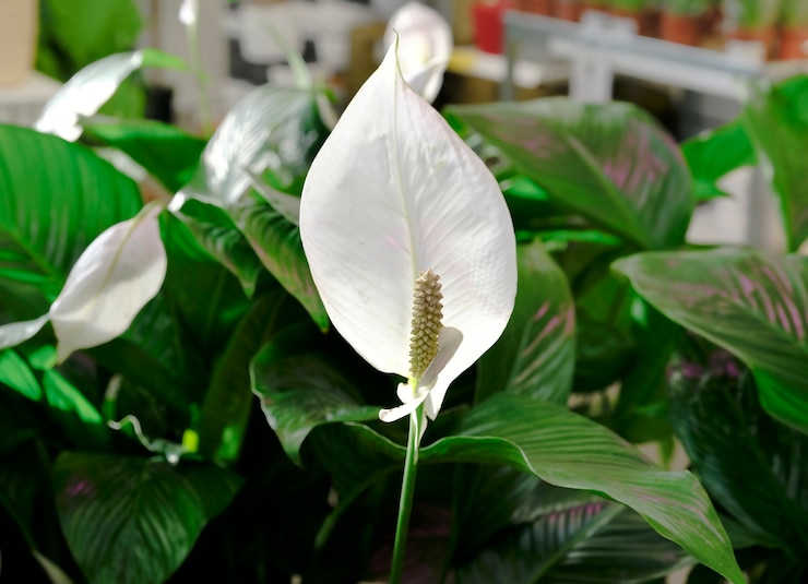 Photo row of potted spathiphyllum plant for sale in the garden shop.