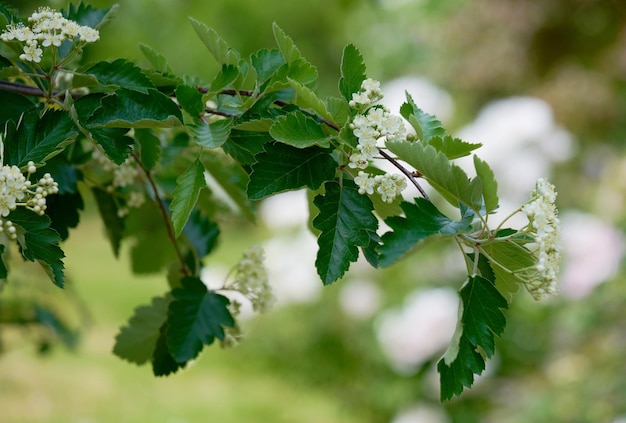 Rowan albero con fiori bianchi e foglie verdi