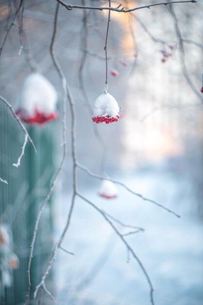 Rowan rosso in inverno sotto la neve Winter Concept