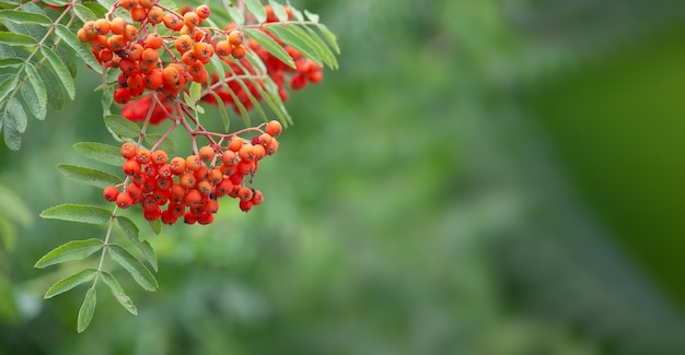 Rowan su un ramo Pianta medicinale Sorbus un mazzo di bacche su una foto di ramo su uno sfondo sfocato