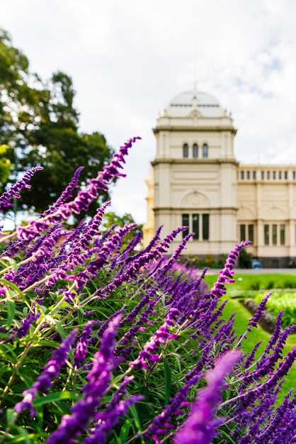 Royal Exhibition Building e lavanda a Melbourne, Australia