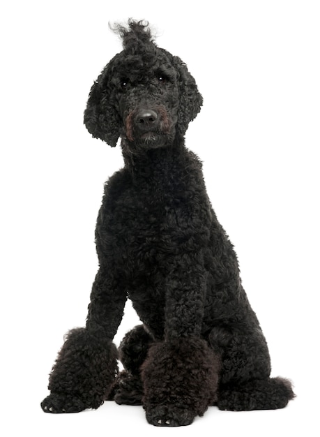 Royal Poodle, 1 anno di età. Ritratto di cane isolato