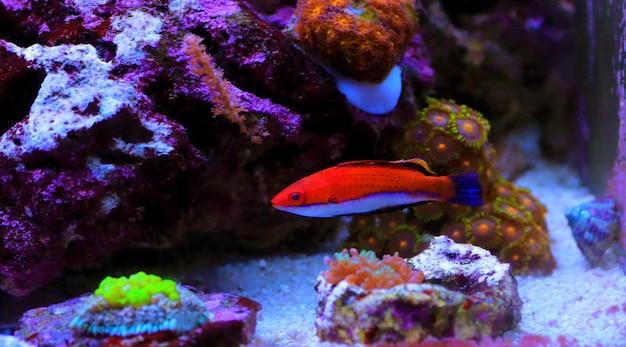 Ruby Pinnalunga Fairy Wrasse - (Cirrhilabrus rubeus)