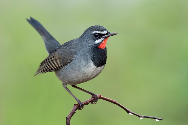 rubythroat cinese che si appollaia su un ramo di legno sottile con gocce d'acqua