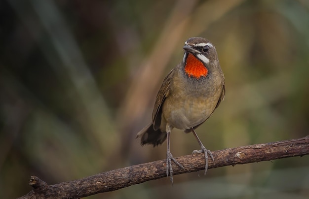 Rubythroat siberiano Luscinia calliope sul ramo secco