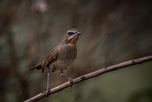 Rubythroat siberiano Usignolo dal collo rosso su un ramo Ritratto animale