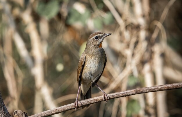 Rubythroat siberiano Usignolo dal collo rosso sul ramo secco