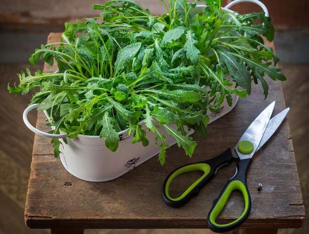 Rucola che cresce con pentole di metallo e forbici e forbici su un vecchio sgabello