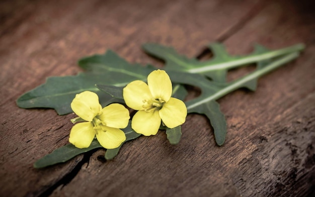 Rucola fresca o foglie di rucola con fiore