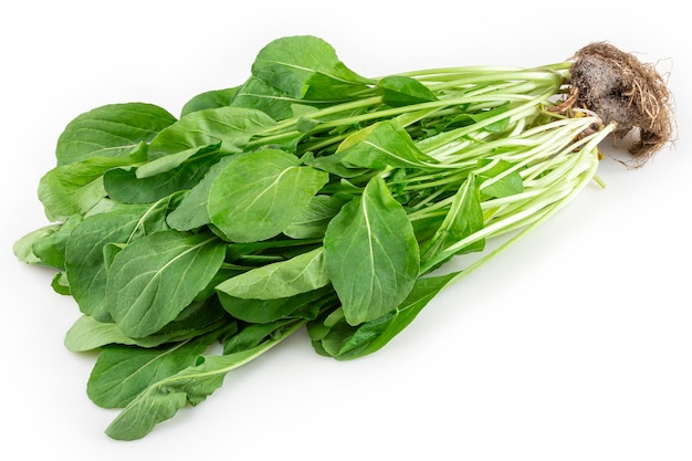 Rucola idroponica isolata su sfondo bianco Rucola