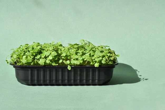 Rucola in un contenitore di plastica su sfondo verde Microgreens in crescita Alimenti sani