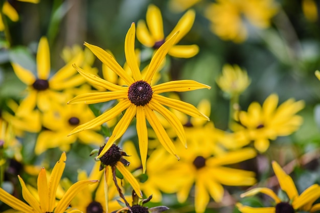 Rudbeckia fulgida fiore