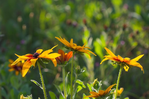 Rudbeckia gialla