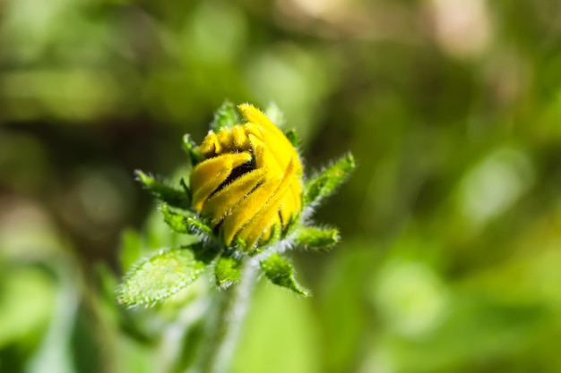 Rudbeckia hirta Blackeyed Susan gemma alla luce del sole Fiore sfondo