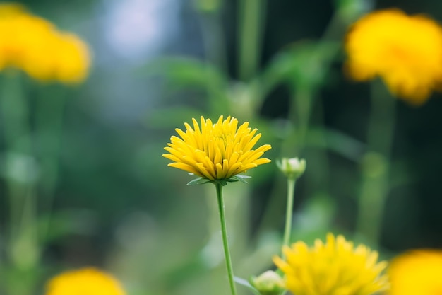 Rudbeckia laciniata palla d'oro fiori gialli