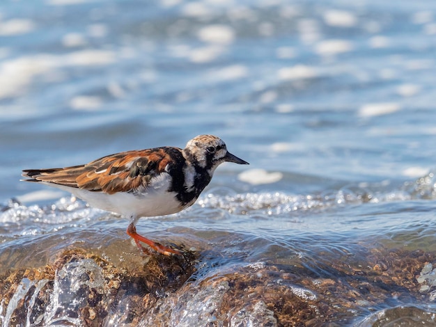 Ruddy turnstone Arenaria interpreta Malaga Spagna