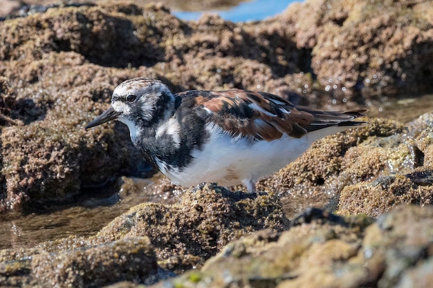 Ruddy turnstone Arenaria interpreta Malaga Spagna