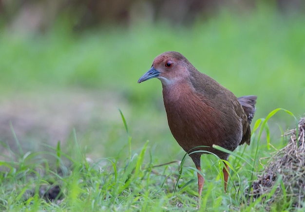 Ruddybreasted Crake che cammina per il cibo accanto al campo