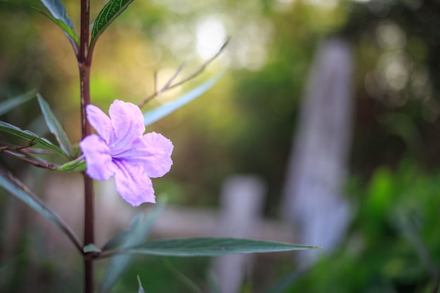 Ruellia tuberosa fiore o fiore viola