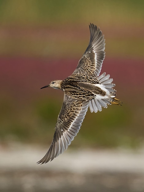 Ruff Calidris pugnax