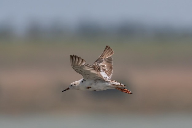 Ruff Philomachus pugnax, in volo sfondo naturale