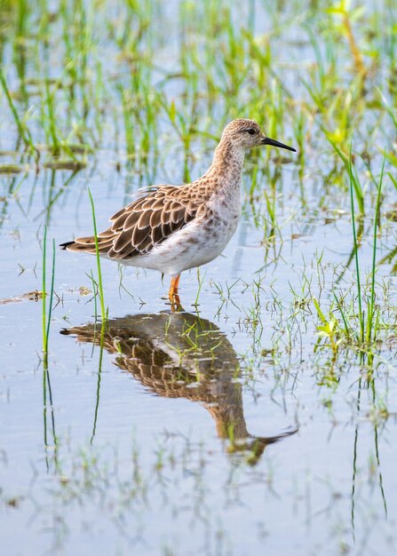 Ruff primo piano ritratto foto Calidris Pugnax un bellissimo uccello migratore di medie dimensioni fotografato nel parco nazionale di Bundala nello Sri Lanka