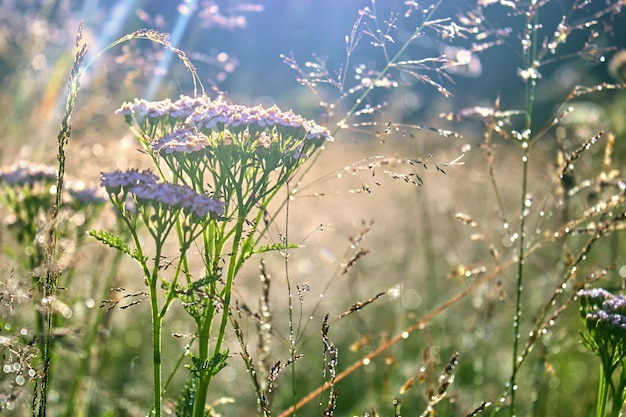 Rugiada mattutina su erba verde e fiori colorati.