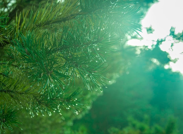 Rugiada mattutina su un albero di pelliccia macro sfondo verde bel Natale verde turchese