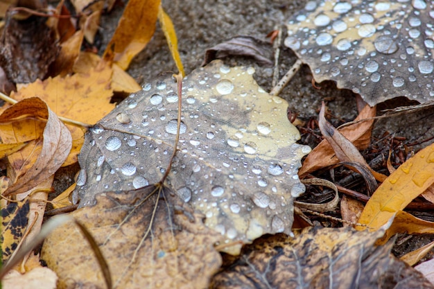 Rugiada mattutina su una foglia caduta durante l'autunno