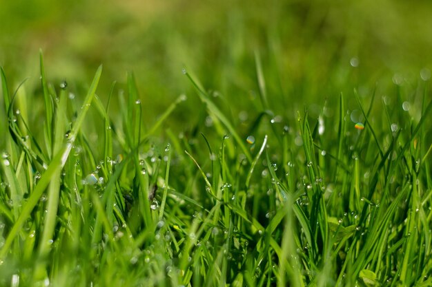 Rugiada mattutina sull'erba verde al sole del mattino