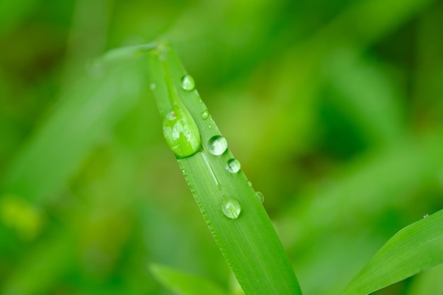 rugiada mattutina sull'erba verde. gocce di pioggia mescolate alla rugiada mattutina. sfondo naturale.
