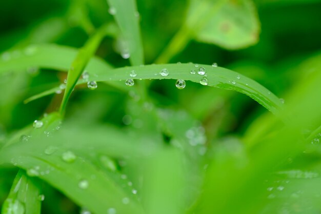 rugiada mattutina sull'erba verde. gocce di pioggia mescolate alla rugiada mattutina. sfondo naturale.